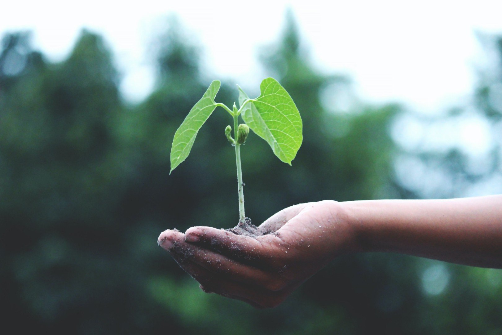 Green Journal: il blog scritto da studenti e studentesse per prendersi cura dell’ambiente